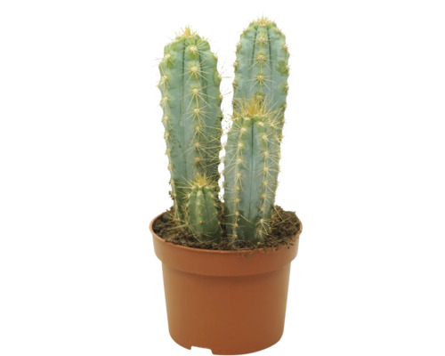 Cactus colonnaire avec trois cactus dans un pot rond en plastique avec de la terre comme plante d'intérieur