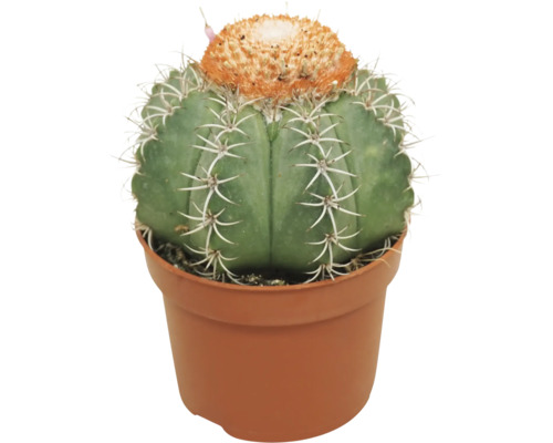 Cactus boule avec épines et couronne orange dans un pot en plastique.