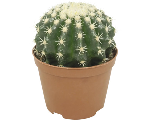 Cactus boule dans un pot en plastique pour la decoration interieure