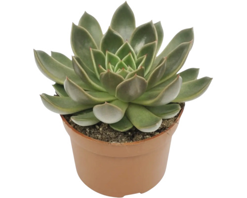 Plante grasse dans un pot en plastique