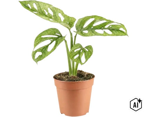 Plante d intérieur Monstera Adansonii avec feuilles caractéristiques dans un pot en plastique (Image AI modified or generated)