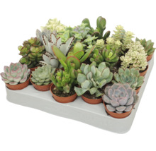 Ein Tray mit verschiedenen Sukkulenten in kleinen Töpfen, verschiedene Arten wie Echeverien und Crassula in einem Transporttray.