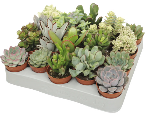 Un plateau avec diverses plantes succulentes dans des petits pots, différents types comme Echeveria et Crassula dans un plateau de transport.