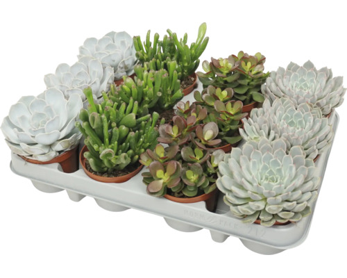 Assortiment de succulentes diverses dans des pots en plastique sur un plateau de culture
