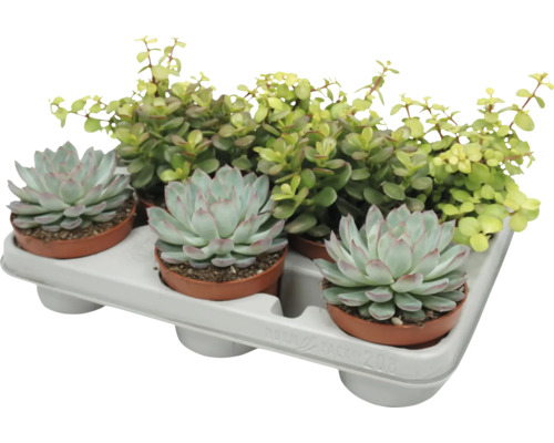 Un plateau avec trois plantes grasses Echeveria et une plante d interieur Portulacaria Afra dans des petits pots en plastique pour decoration.