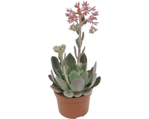 Plante grasse Echeveria dans un pot avec des fleurs