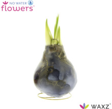 Jacinthe en cire WAXZ avec pousses vertes sur support métallique sans arrosage