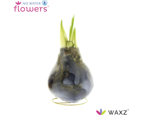 Jacinthe en cire WAXZ avec pousses vertes sur support métallique sans arrosage