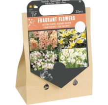Ensemble de 33 bulbes à fleurs parfumées, mélange de différentes fleurs printanières dans un sac en papier, pour le jardin.