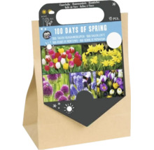 Mélange de bulbes de fleurs 100 Days of Spring 45 pièces dans sac en papier