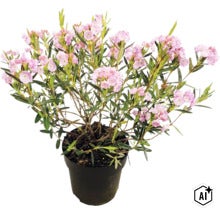 Kalmia latifolia Berglorbeer in einem Kunststofftopf mit rosa Blüten und grünen Blättern. (Image AI modified or generated)