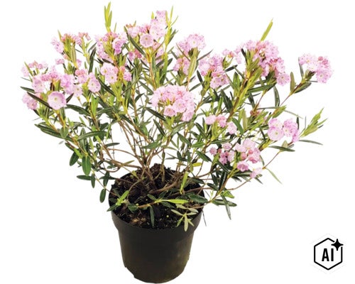 Kalmia latifolia Berglorbeer in einem Kunststofftopf mit rosa Blüten und grünen Blättern. (Image AI modified or generated)