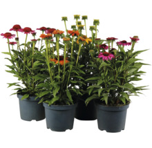 Ensemble de quatre plantes vivaces Echinacea en pots en plastique avec des fleurs colorées pour le jardin