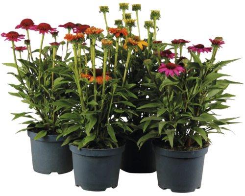 Ensemble de quatre plantes vivaces Echinacea en pots en plastique avec des fleurs colorées pour le jardin