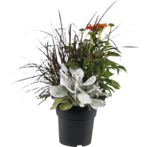 Composition florale dans un pot en plastique noir avec herbe ornementale, échinacée et oreille d'agneau pour l'extérieur.