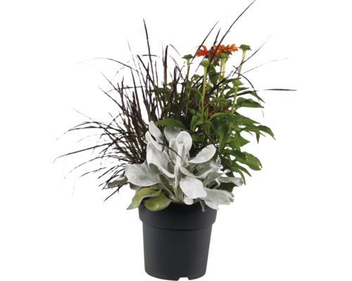 Composition florale dans un pot en plastique noir avec herbe ornementale, échinacée et oreille d'agneau pour l'extérieur.