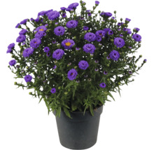 Aster en fleurs dans un pot en plastique noir