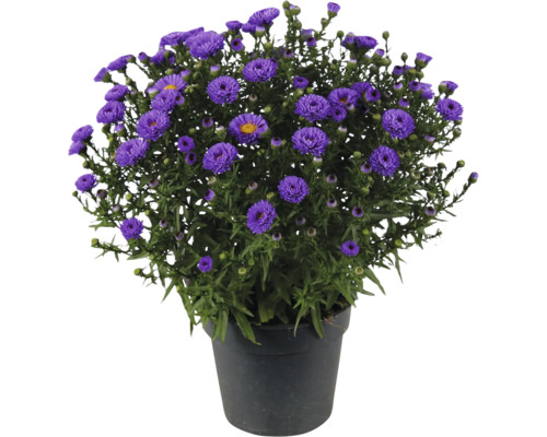 Aster en fleurs dans un pot en plastique noir