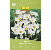 Bulbes de fleurs Crocus Botanique Ard Schenk douze pieces Logo FloraSelf groupe de prix trois