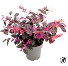 Loropetalum chinense Riemenblüte in einem Kunststofftopf mit dunklem Laub und pinken Blüten (Image AI modified or generated)