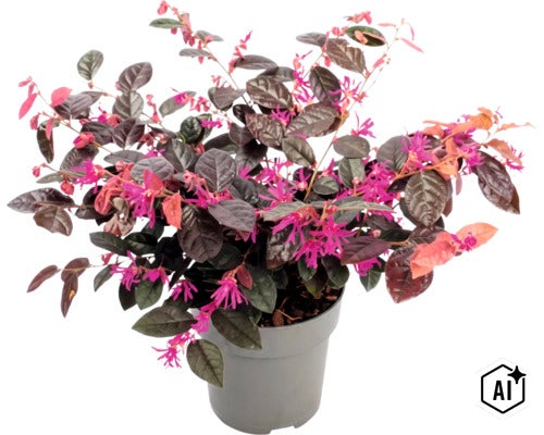 Loropetalum chinense Riemenblüte in einem Kunststofftopf mit dunklem Laub und pinken Blüten (Image AI modified or generated)