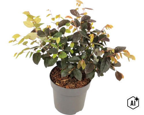 Loropetalum chinense Riemenblüte als Zierstrauch in einem Kunststofftopf (Image AI modified or generated)