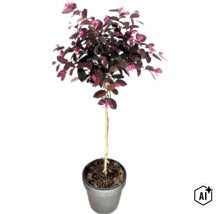 Loropetalum chinense als Hochstamm im Topf mit dunklen Blättern und rosa Blüten. (Image AI modified or generated)