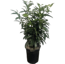 Laurier cerise plante en pot en plastique