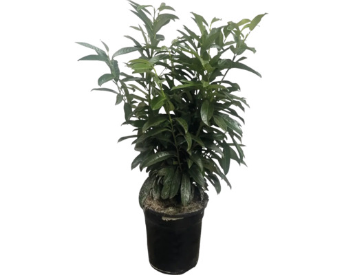 Laurier cerise plante en pot en plastique