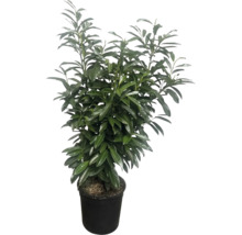 Laurier cerise dans un pot en plastique pour le jardin