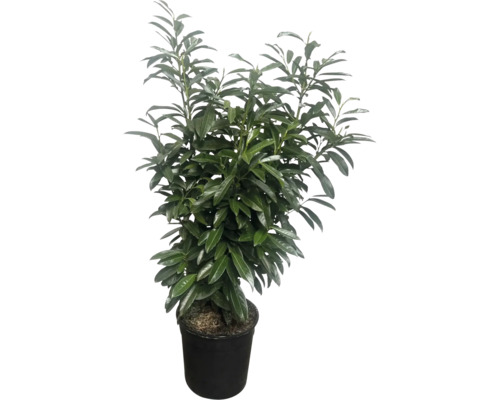 Laurier cerise dans un pot en plastique pour le jardin