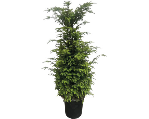 Eine immergrüne Eibe in einem schwarzen Pflanztopf als dekorative Gartenpflanze