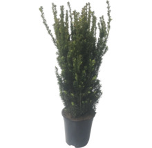 Un if dans un pot en plastique noir pour amenager le jardin
