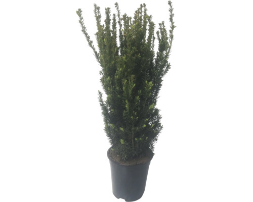 Un if dans un pot en plastique noir pour amenager le jardin