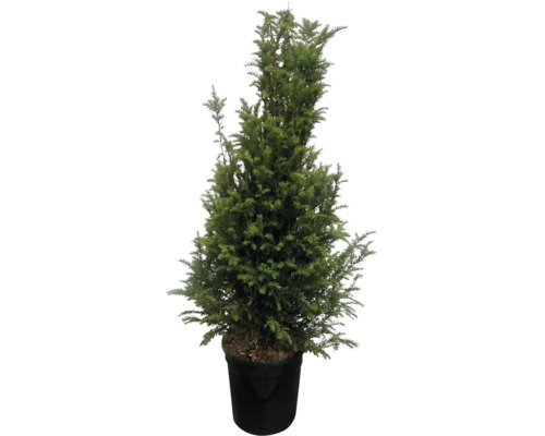 Eine immergrüne Eibe Taxus baccata im schwarzen Kunststofftopf