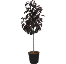 Prunier rouge sur tige dans un pot en plastique