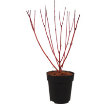 Érable du Japon dans un pot noir avec des branches caractéristiques