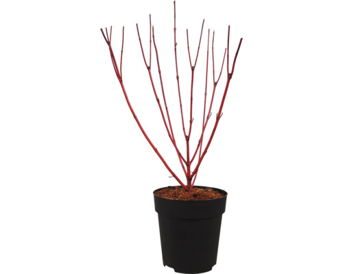 Érable du Japon dans un pot noir avec des branches caractéristiques