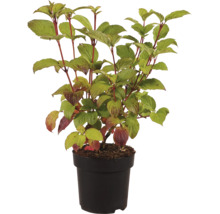 Cornouiller plante en pot en plastique pour le jardin