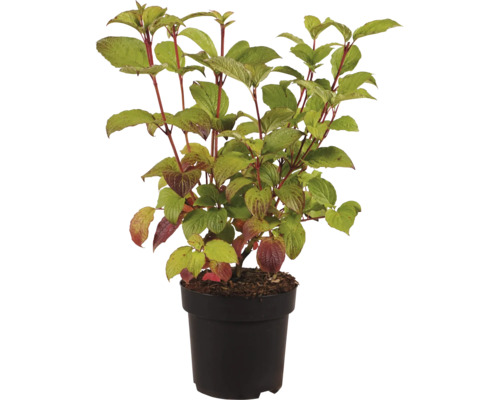 Cornouiller plante en pot en plastique pour le jardin