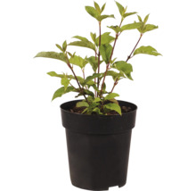 Cornouiller en pot en plastique noir
