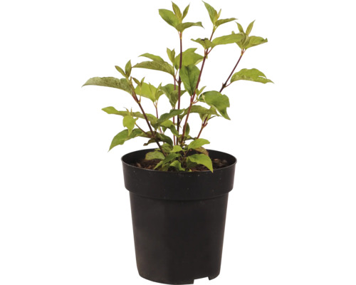 Cornouiller en pot en plastique noir