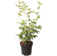 Hibiscus de jardin Hibiscus syriacus avec fleurs blanches dans un pot en plastique