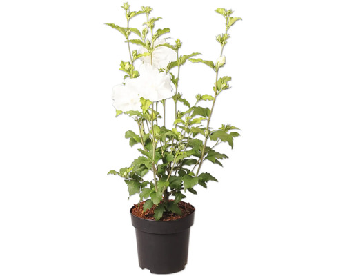 Hibiscus de jardin Hibiscus syriacus avec fleurs blanches dans un pot en plastique