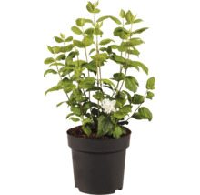 Philadelphus dans un pot en plastique avec des feuilles vertes et une fleur blanche.