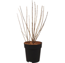 Arbuste à feuilles caduques sans feuilles dans un pot en plastique noir
