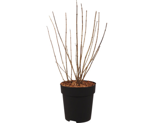 Arbuste à feuilles caduques sans feuilles dans un pot en plastique noir