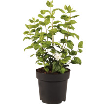 Seringat dans un pot en plastique avec des feuilles vertes et une seule fleur blanche.