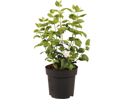 Seringat dans un pot en plastique avec des feuilles vertes et une seule fleur blanche.