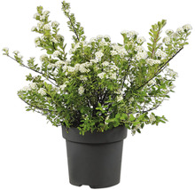 Spirée en fleurs dans un pot rond en plastique noir